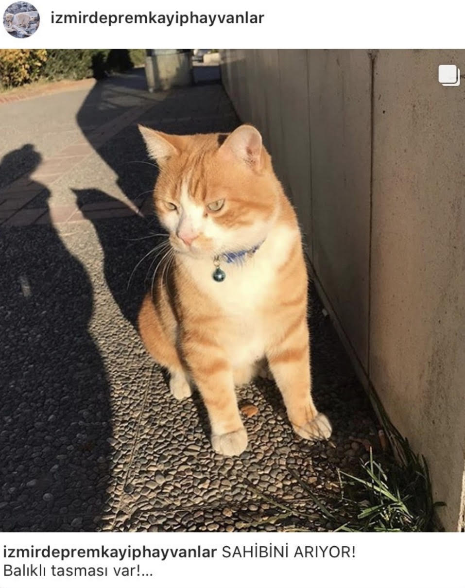 Kedi sahibini yermi