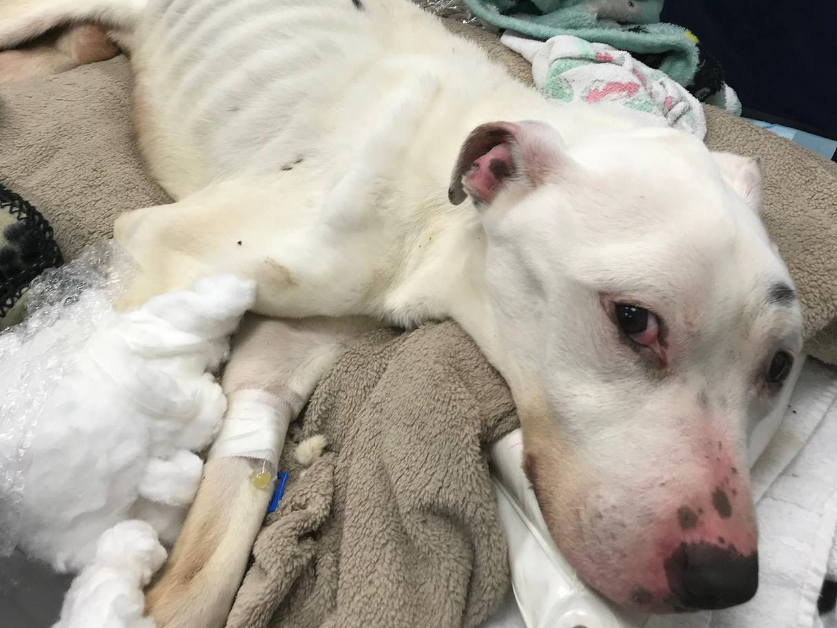 Dünyanın en zayıf köpeği Eric, bir deri bir kemik halde bulundu |  Independent Türkçe