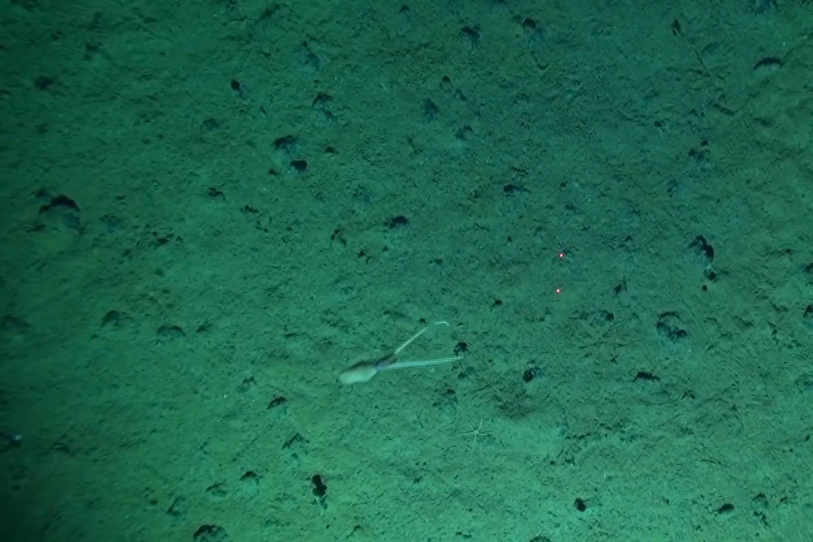 4 bin metre derinlikte şaşırtan görüntü: Kalamar baş aşağı gizleniyor