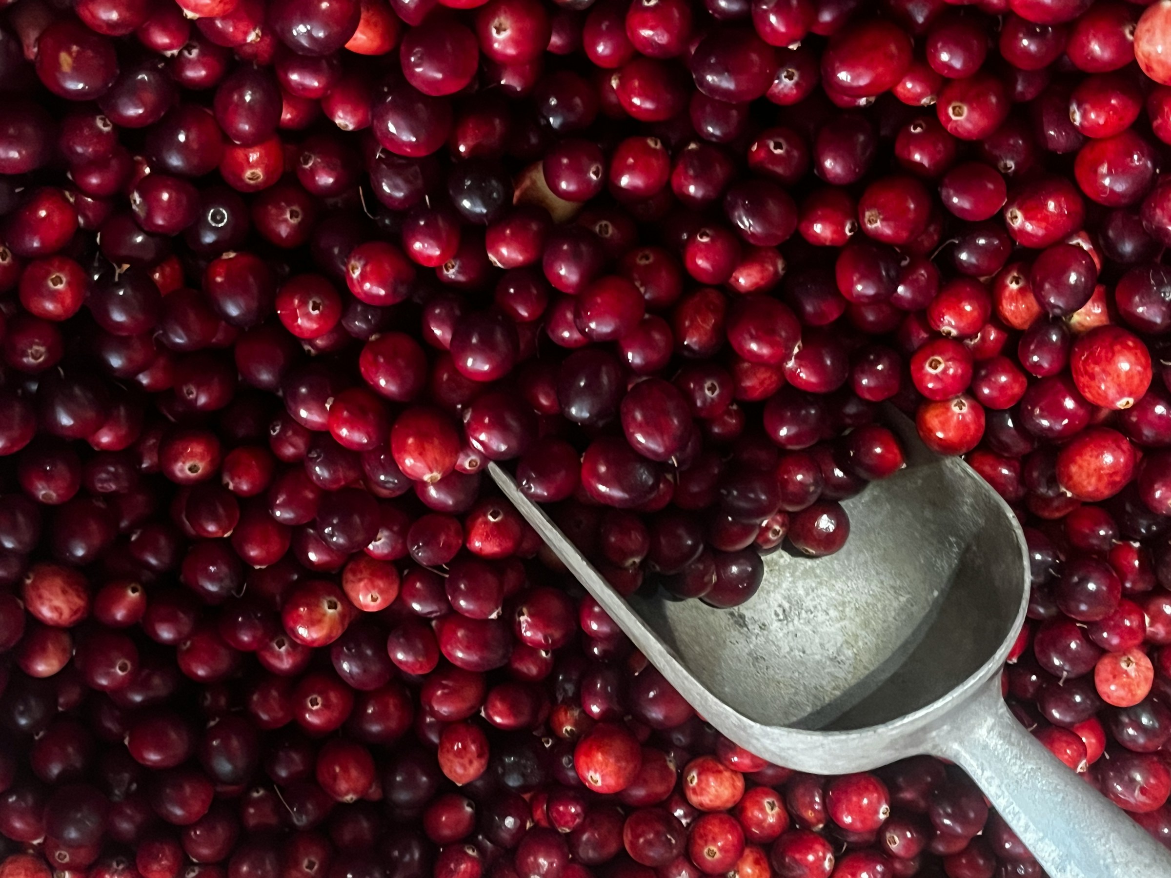 Antibiyotik direncinin çaresi kızılcık suyunda mı yatıyor?