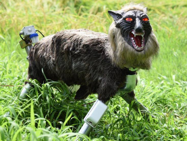 Japonya'daki ayı saldırıları nedeniyle robot kurtlar yok satıyor