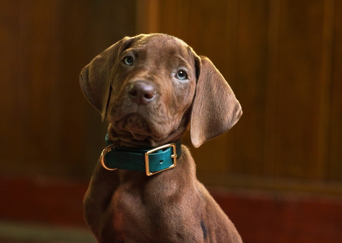 Netflix'in Scooby-Doo dizisinden ilk görüntüler yayımlandı