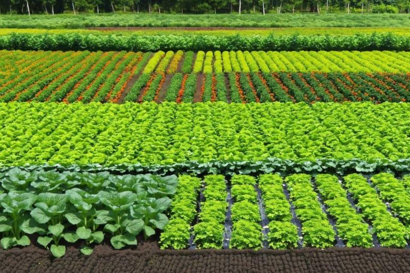Gezegende binlerce yenilebilir bitki var, sofralar 12 bitki ve 5 hayvan çeşidine mahkûm