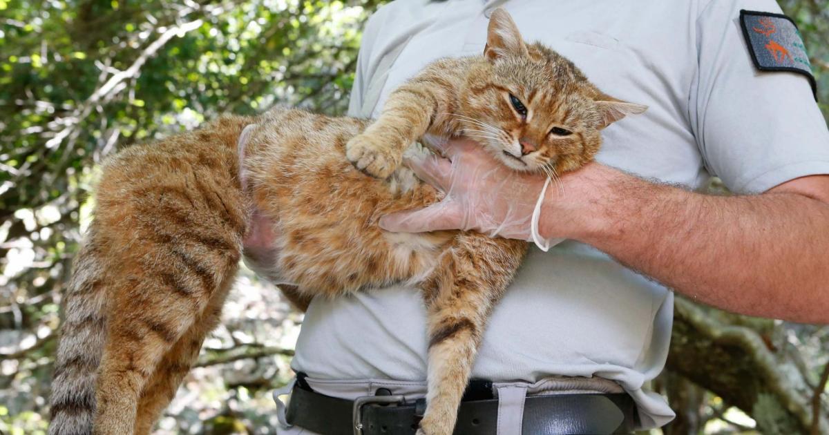 kedi tilki