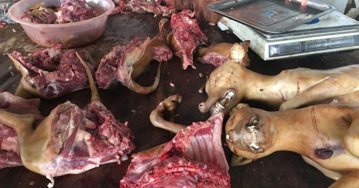 6 Soruda Yulin Kopek Eti Festivali Independent Turkce