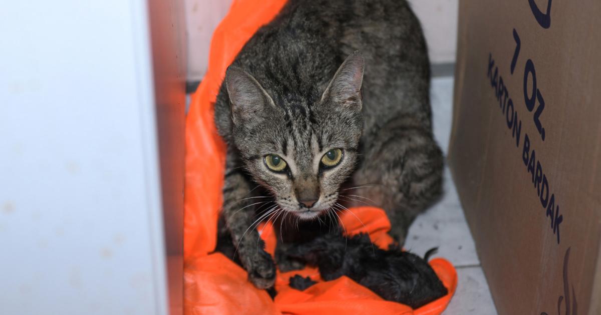 yanginin enkazina goturulen anne kedi