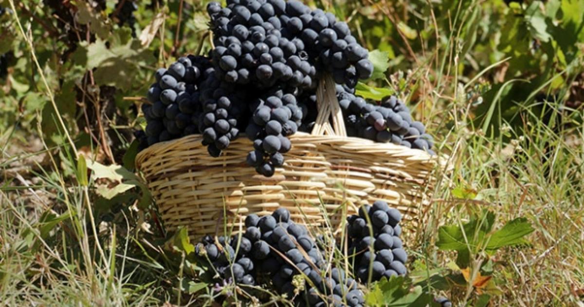 3 Bin Yillik Uzum Baglari Gecim Kaynagi Olmaya Devam Ediyor Ercis Uzumunun Yok Olmamasi Icin Kadinlar Olarak Uretiyoruz Independent Turkce