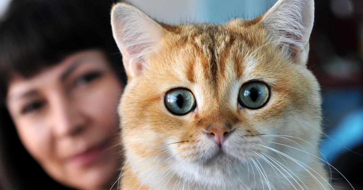 bilim insanlari zihni kontrol eden kedi parazitinin beyin kanserine neden olabilecegini kesfetti independent turkce
