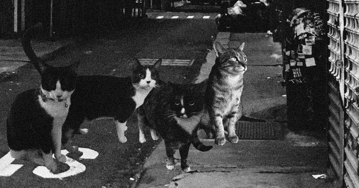 kedi metal grubu cattera nin ilk