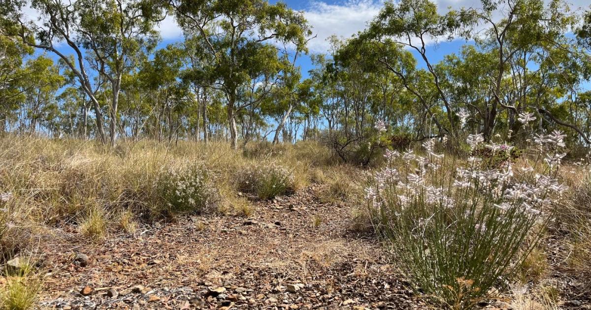 'Nesli Tükendi Sanılan Bitki 58 Yıldan Sonra Yeniden Keşfedildi'