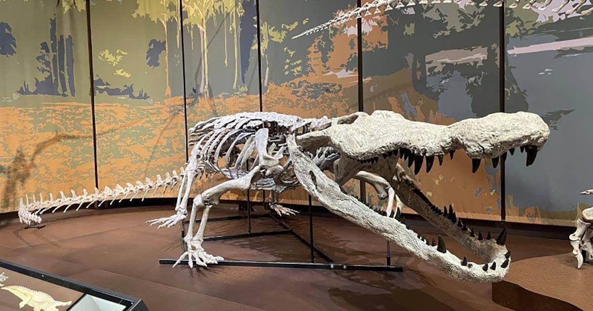 'Dinozor Katili' Deinosuchus schwimmeri'nin En Eksiksiz Modelinin Oluşturulması