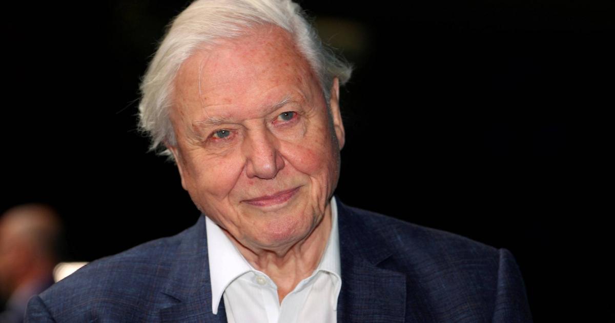 Şili'de keşfedilen yeni yaban arısı türüne David Attenborough'nun adı verildi
