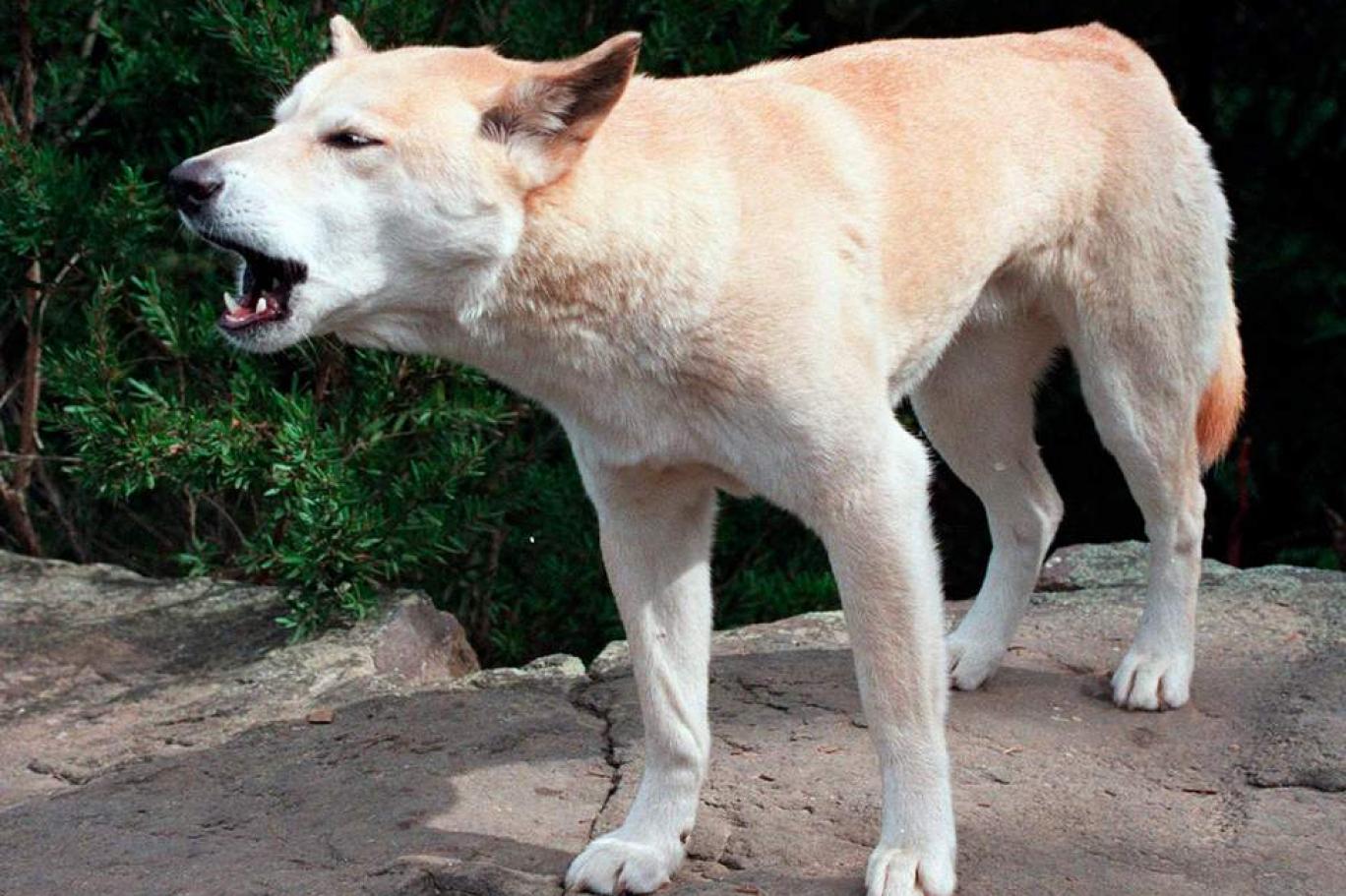 Avustralya Da Dingo Kopegin Kacirdigi Bebegi Babasi Kurtardi Independent Turkce