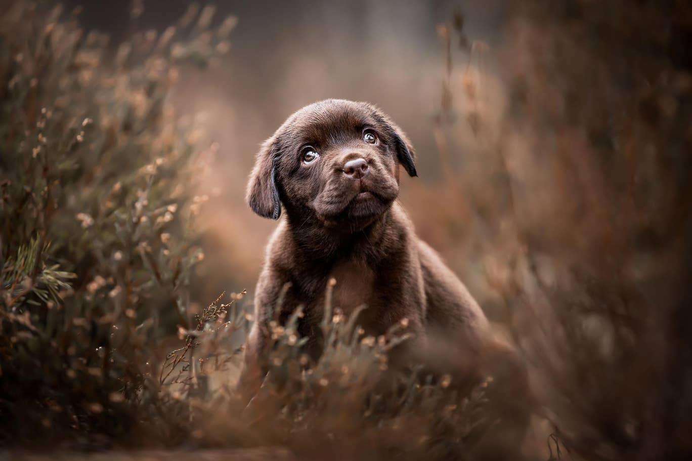 2019’un en güzel köpek fotoğrafları belli oldu Independent Türkçe