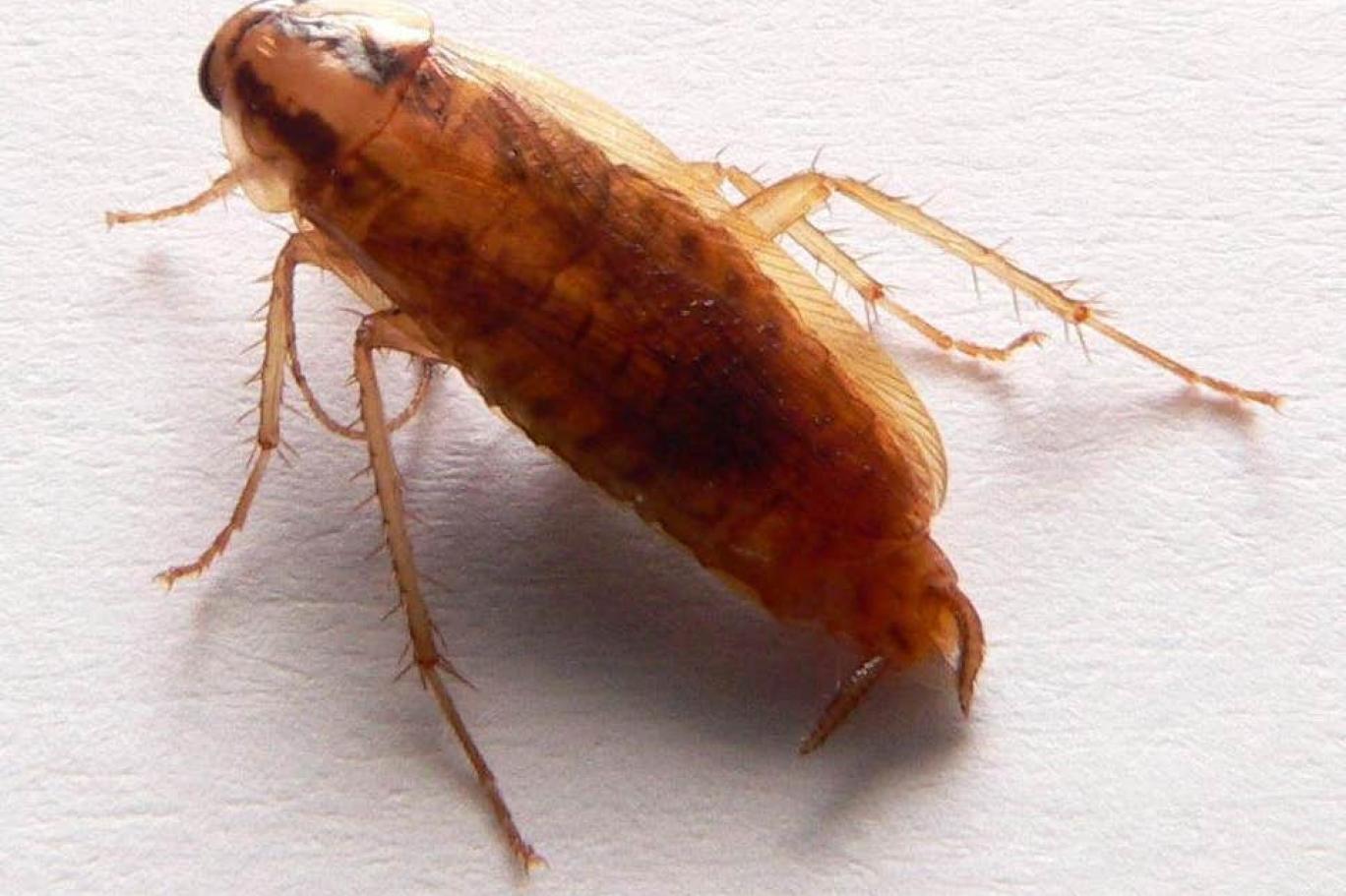 К чему снятся большие рыжие тараканы. Рыжий таракан Blattella Germanica. Беременный рыжий таракан. Желтый таракан. Маленький рыжий таракан.