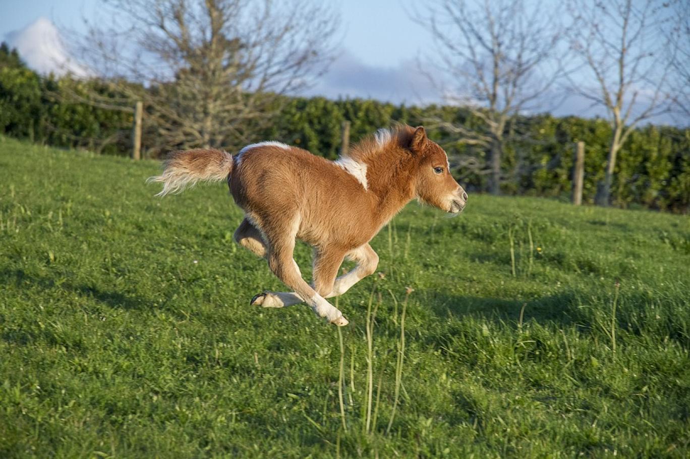 Mini pony