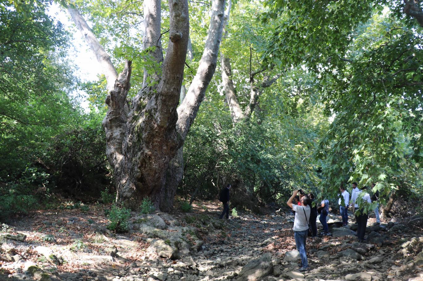 Bursa Da En Yaslisi Bin 100 Yillik 4 Tane Asirlik Cinar Bulundu Independent Turkce