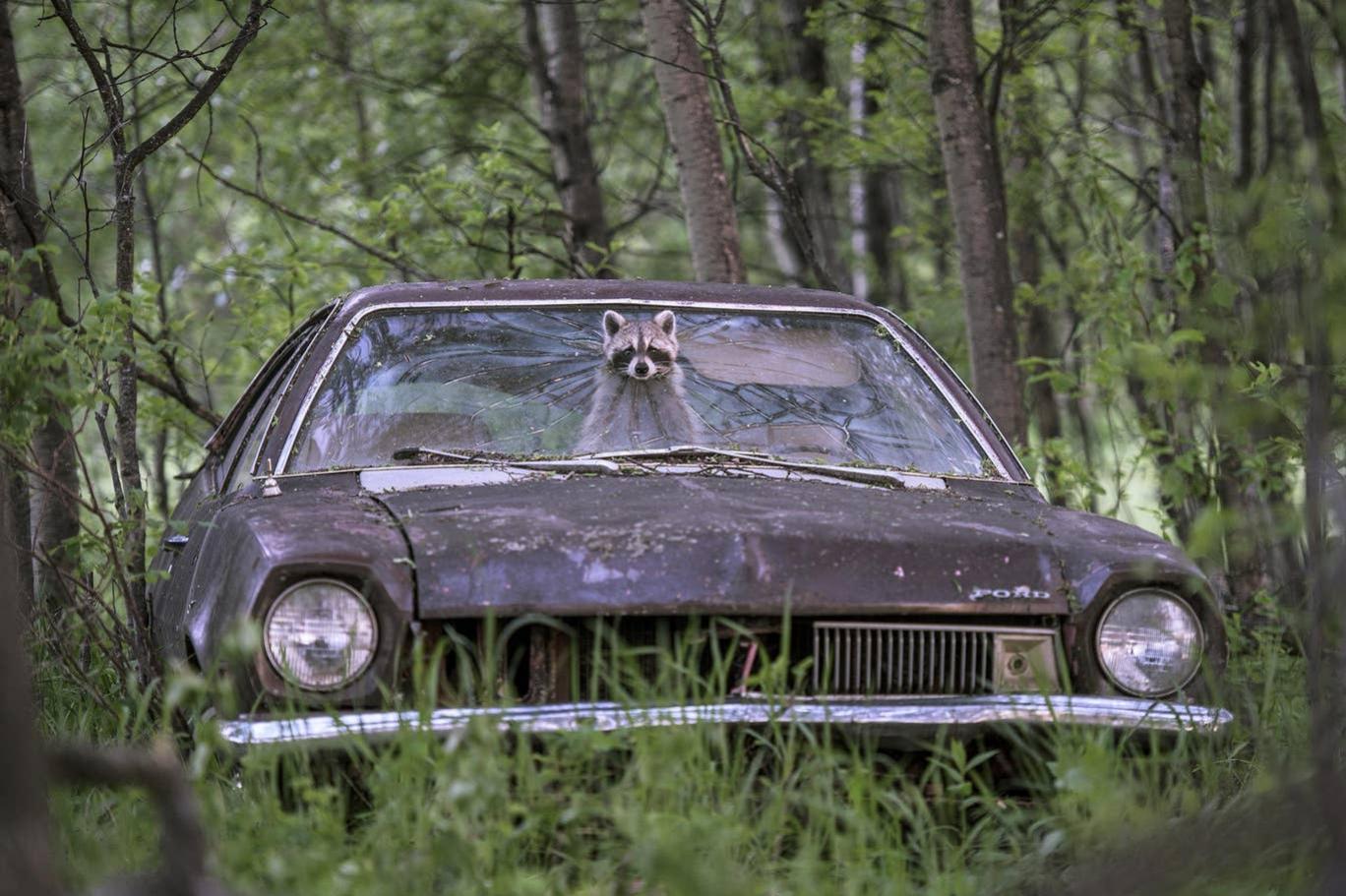 2019 un vahsi yasam fotografcisi
