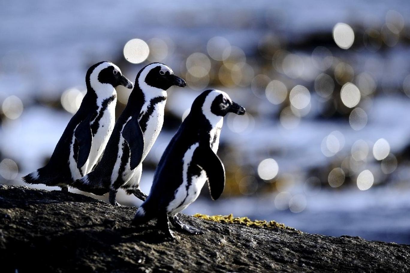 kuslarda bir ilk penguen dili
