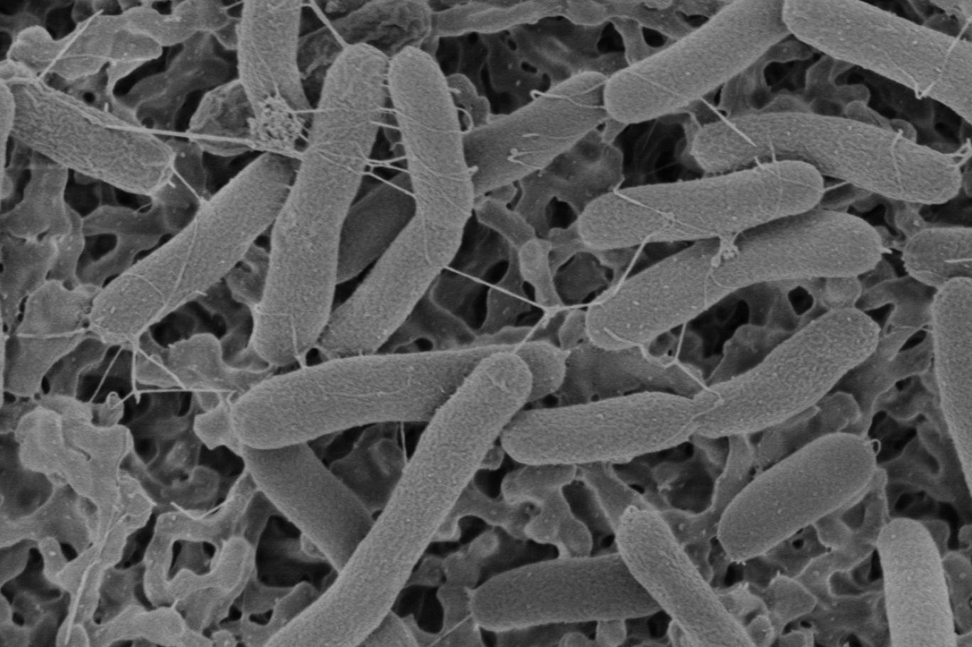 Появление первых микроорганизмов