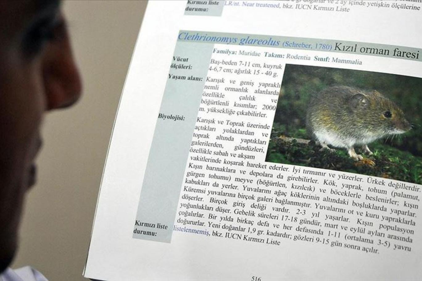 koronavirus bitmeden bir de hantavirus
