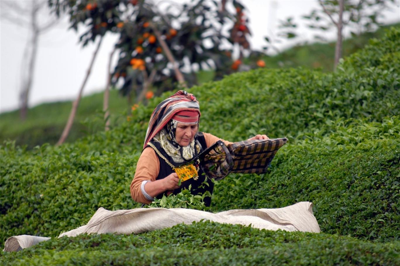 koronavirus salgininda hasat nasil