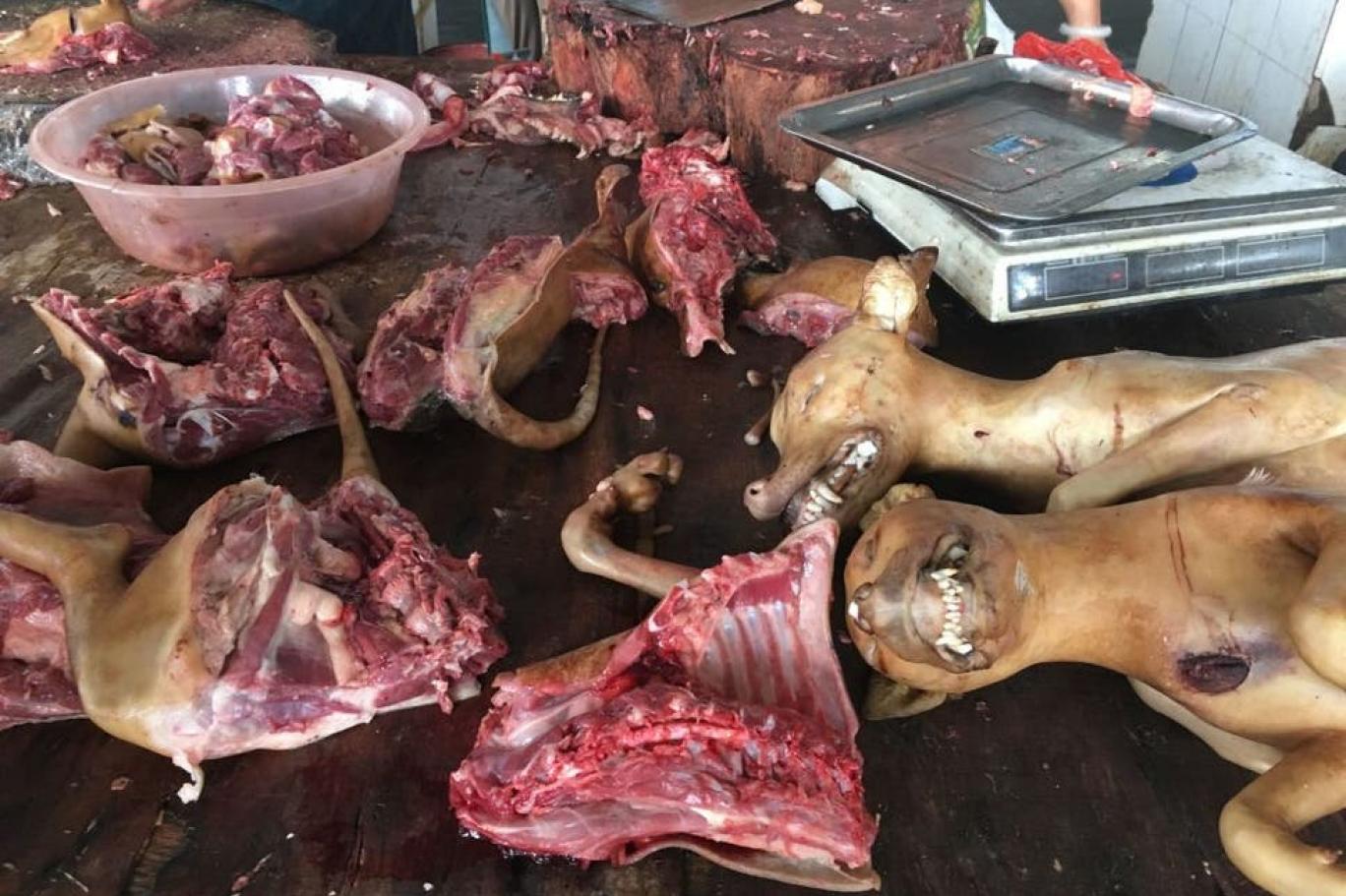6 soruda Yulin Köpek Eti Festivali Independent Türkçe