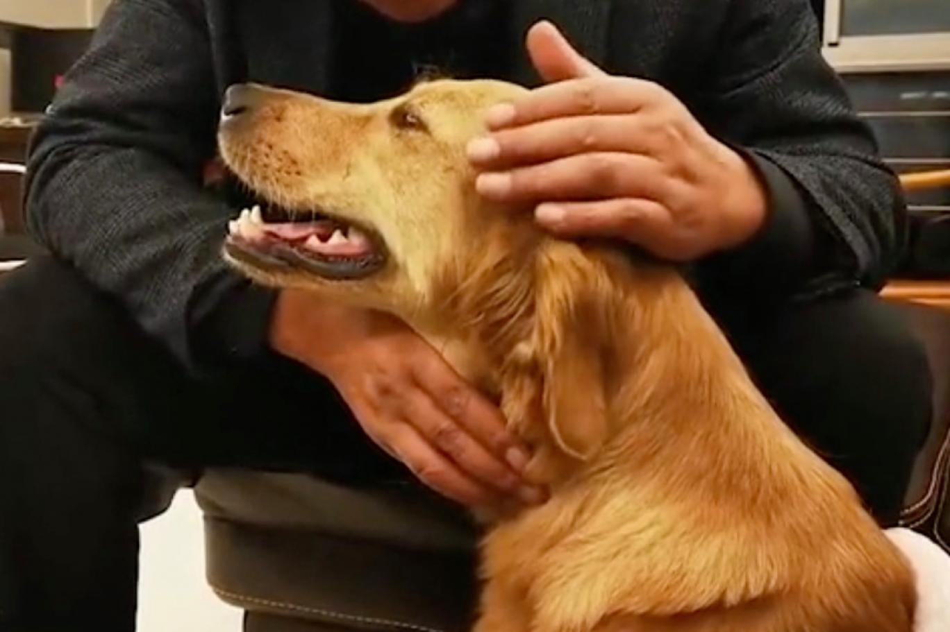 Golden Retriever Cinsi Kopek 100 Kilometre Yuruyerek Evine Dondu Independent Turkce