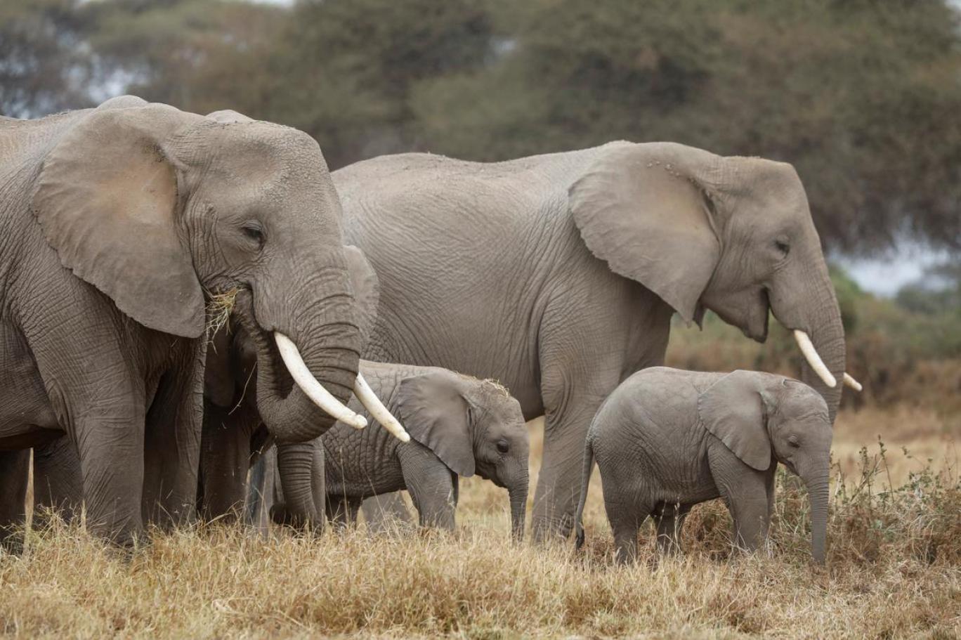 Kenya'da bebek fil sayısında patlama yaşandı