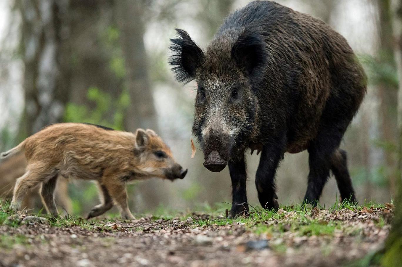 kutahya da yaban domuzlarinda sap