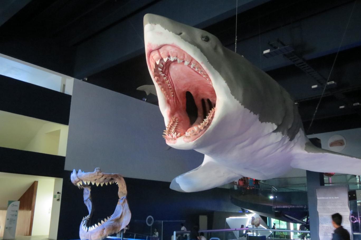 insan boyutunda dogan megalodonlarin
