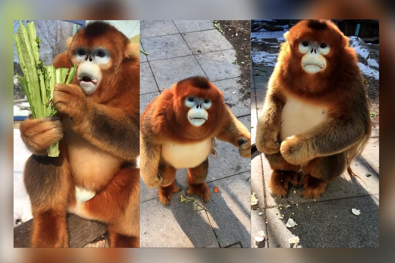 star wars karakterine benzeyen altin maymun viral oldu independent turkce