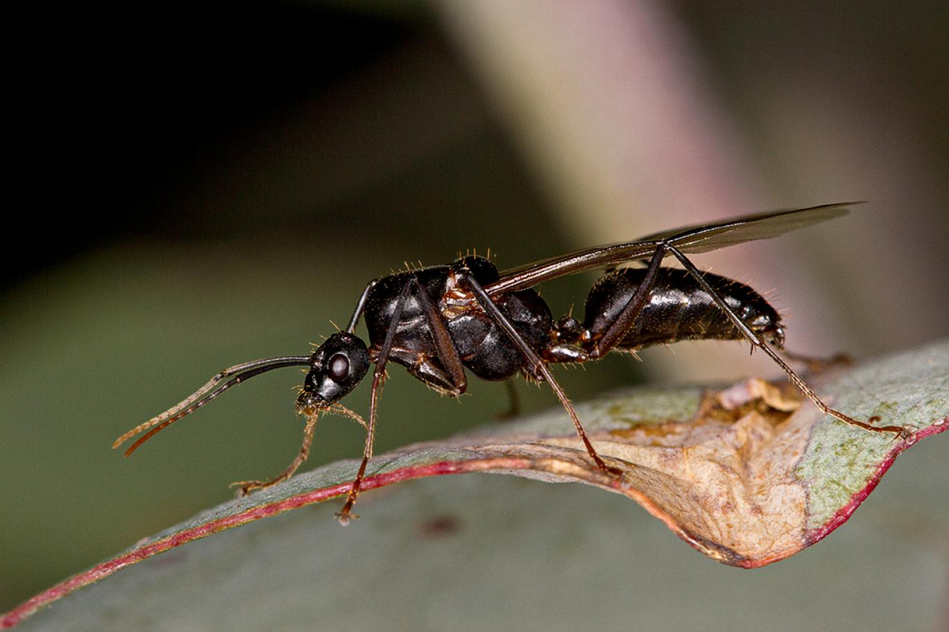 Крылатых муравьев. Томкат муравей. Муравьи термиты алаты. Крылатые муравьи термиты. Летающие муравьи.