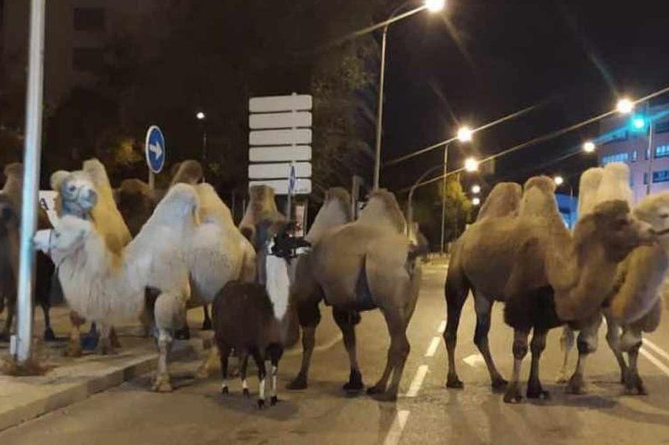 животное мадрид