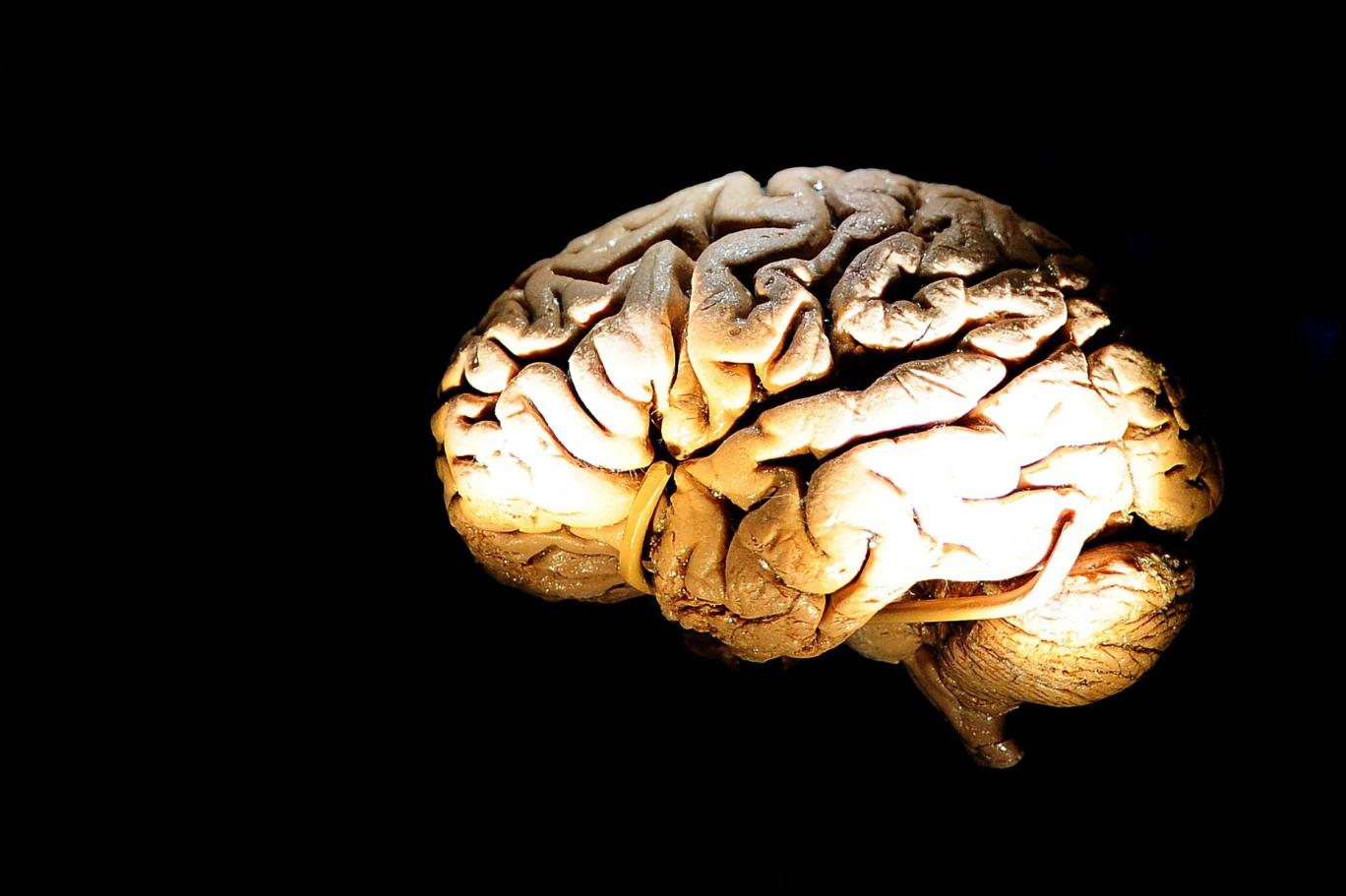 Brains down. Старение мозга. Повреждения мозга живые. От живого мозга к искусственному интеллекту.