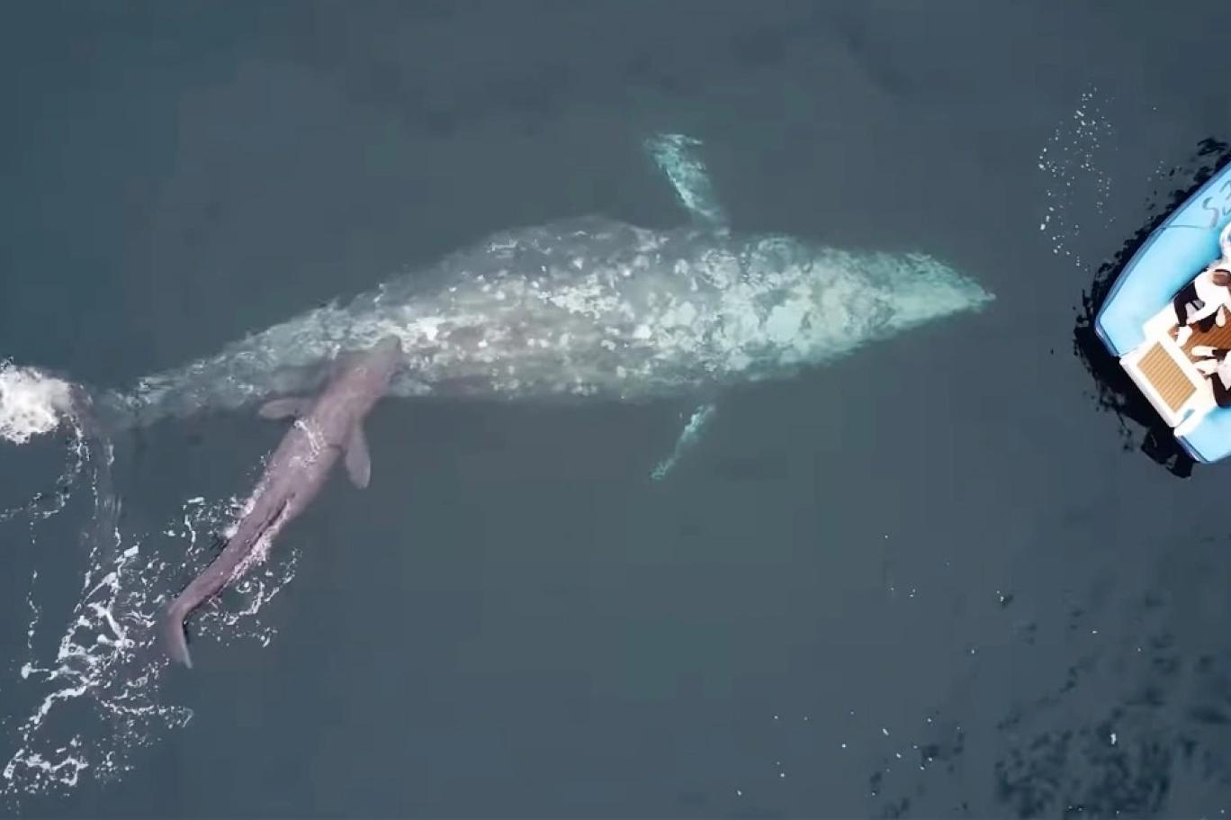 gri balina görselleri