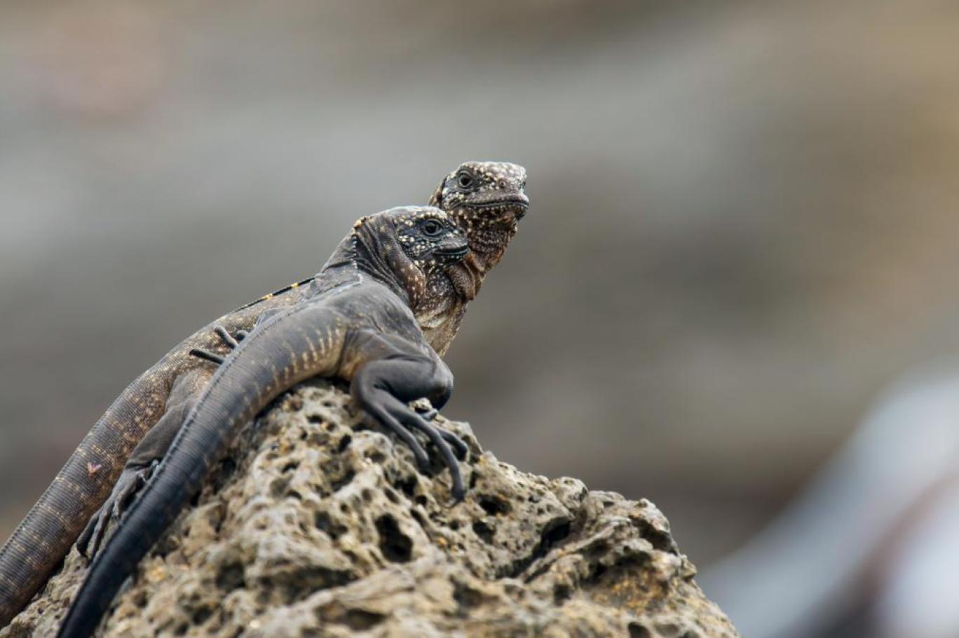 indirim doğal seçilim 2