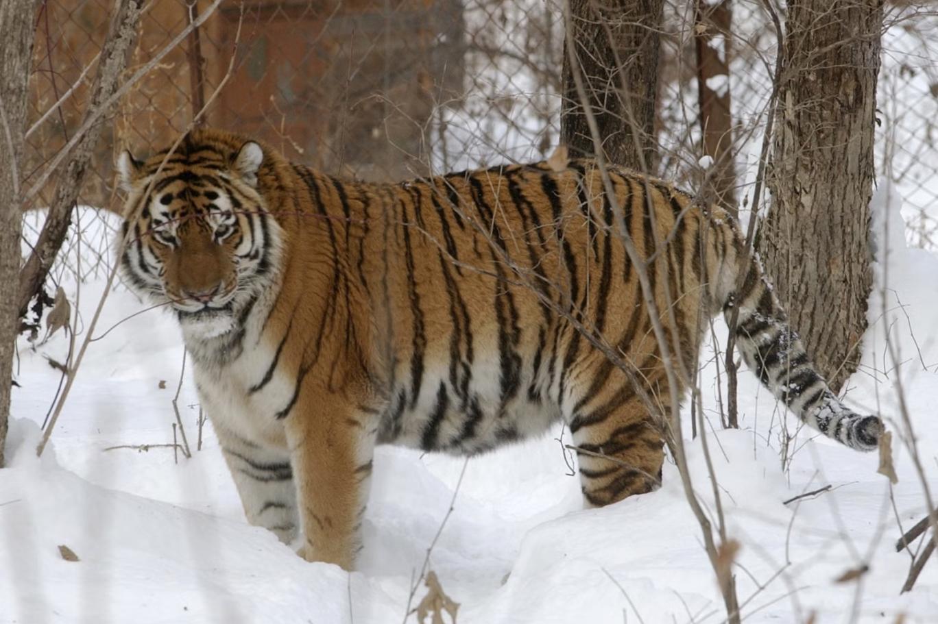 Lutiy, an endangered Amur tiger, walks around his cage at the Wild Animal Rehabilitation Center in the Sikhote-Alin Nature Monument in Russia on Monday, Dec. 5, 2005 (AP/Burt Herman)