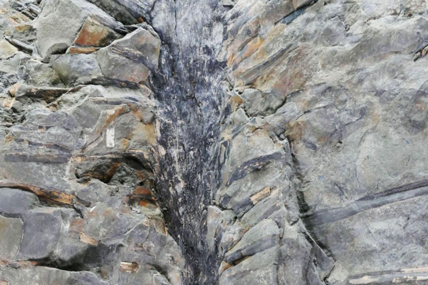 Dinozorlardan da eski, yaprak uzunluğu 1,7 metre: 350 milyon yıllık ağaç fosili bilim insanlarını şaşkına çevirdi