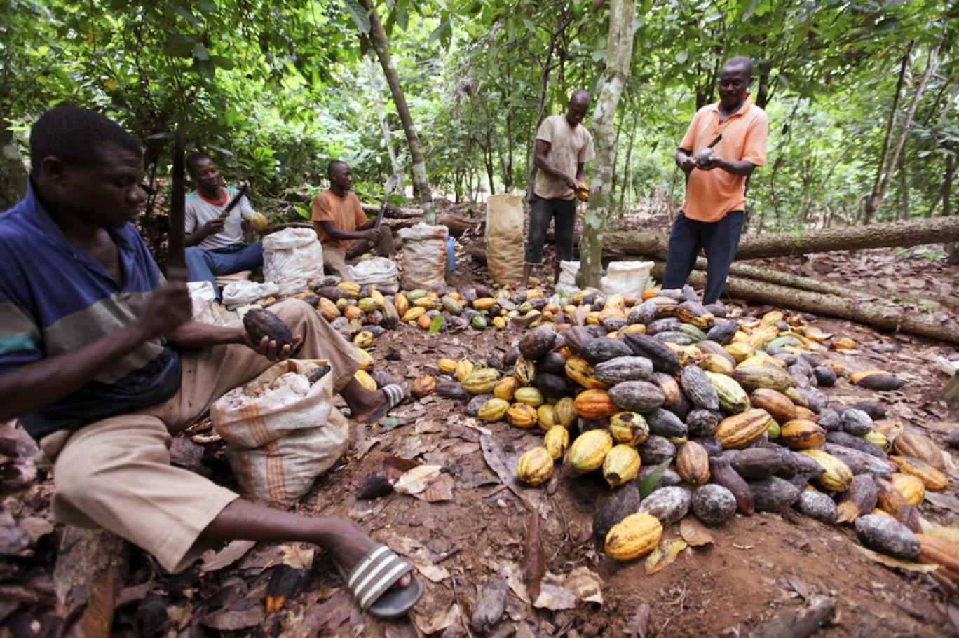 какао-порошок gerkens cacao. нескл существительные пальто. депо какао метро пальто. депо лесная москва. ул лесная москва фудмолл депо.