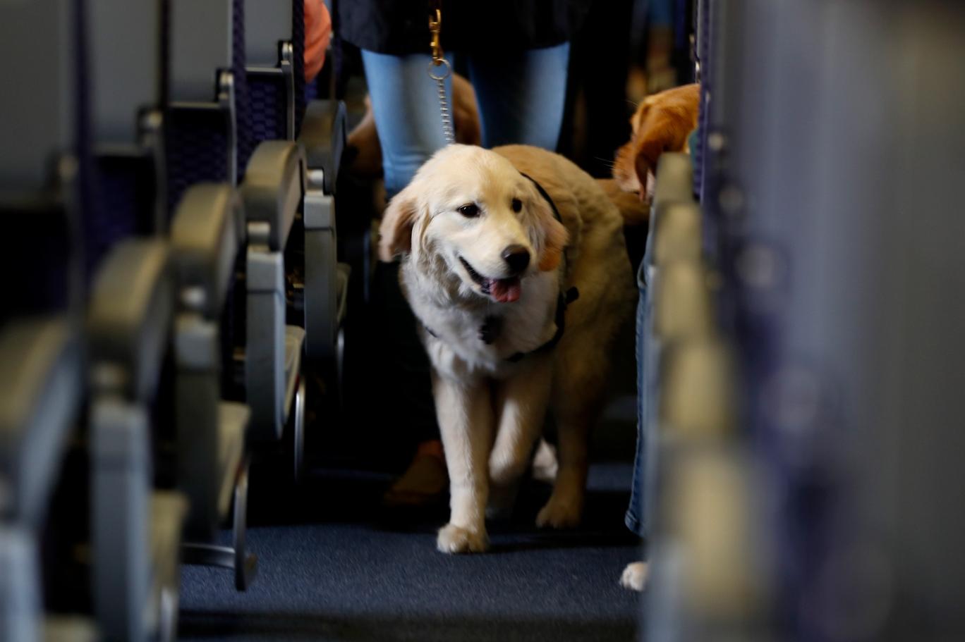 Dog defecating in the aisle of an airplane forced emergency landing