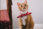 kedi egitmekle ilgili bildiginiz her