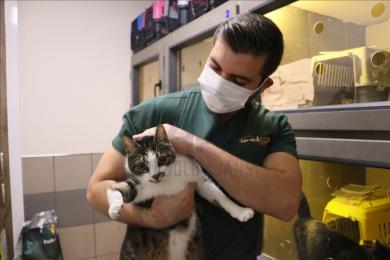 kedi independent turkce