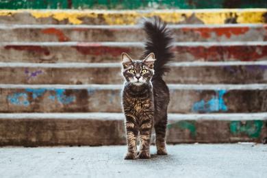 kedi independent turkce
