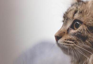 kedi eti independent turkce