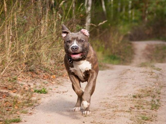 pit bull independent turkce
