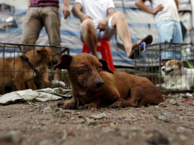 Koronavirus Vietnam La Kambocya Daki Kopek Ve Kedi Eti Satislarinda Artisa Neden Oldu Independent Turkce