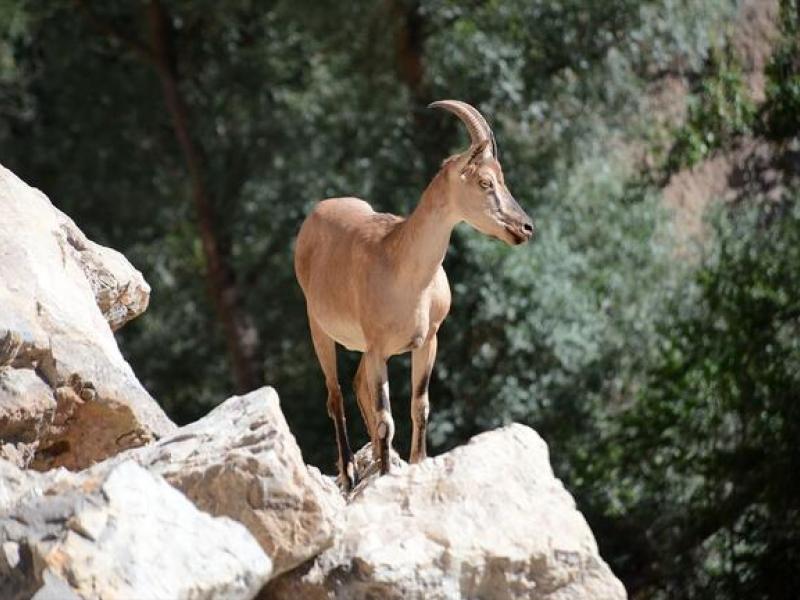 yaban hayatinin devlet eliyle ve para