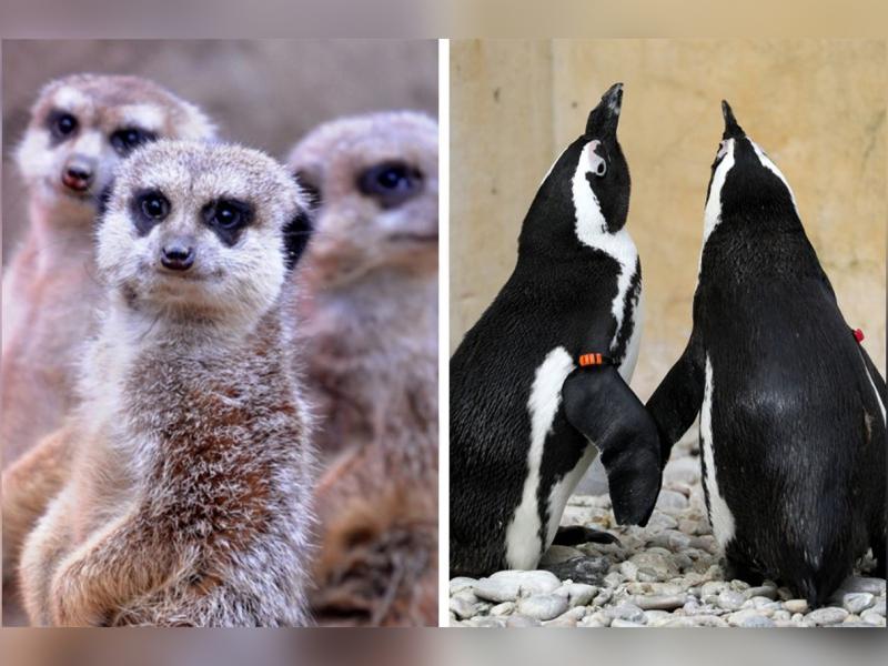 mirketler ve penguenler tecrit sonrasinda hayvanat bahcesi ziyaretcilerine nasil tepki gosterdi independent turkce