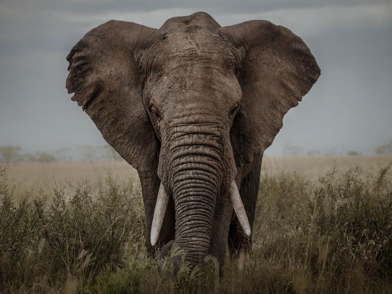 Orta Afrika'daki fil nüfusu 30 yılda yüzde 86 azaldı